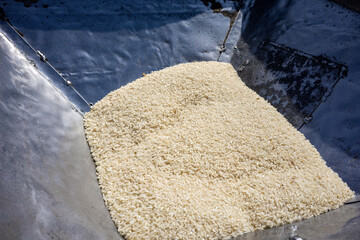 Freshly Harvested Rice in Processing Hopper, Lombok, Indonesia