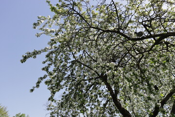 Photo of a white blossoming apple tree against the sky.