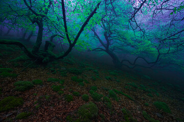Magical forest with dark trees