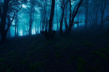 Magical forest with dark trees