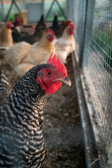 Chicken flock living in coop outside