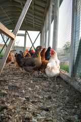 Chicken flock living in coop outside