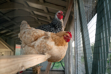 Chicken flock living in coop outside