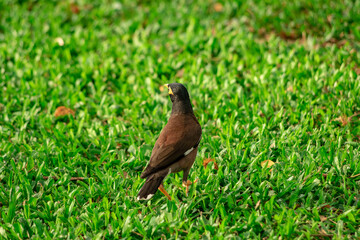 Myna or mynah bird brown feather animal wildlife on green grass