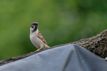 Bird in the nature and in the garden