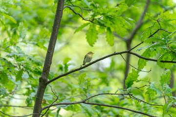 Bird in the nature and in the garden