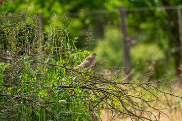 Bird in the nature and in the garden