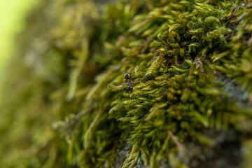 Ants in the forest
