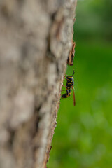 Insect on a tree