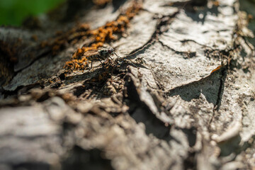 Insect on a tree