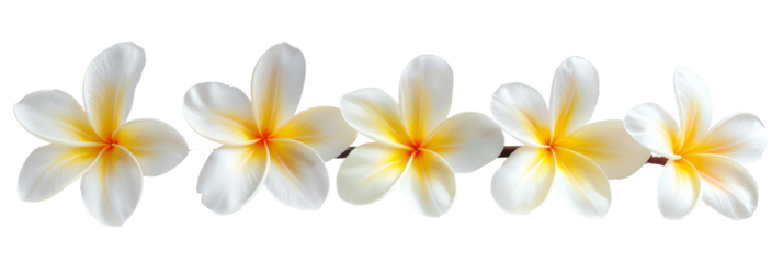 White plumeria flowers isolated on white background, purity and tropical beauty