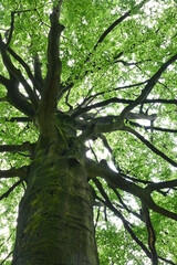 Beautiful details of fagus sylvatica