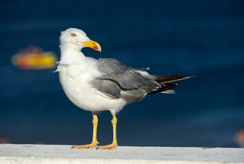 Lagos, Faro, Algarve, Portugal, Europe - Yellow-legged gull (Larus michahellis), city center, walls near Batata beach