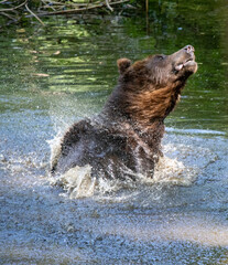 Bear cub splashing through water in a natural environment © Borias