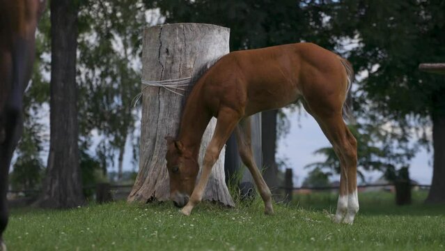Koń w stadlina koni w Polsce