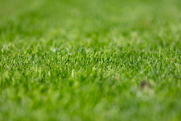 Close-Up of Fresh Green Grass Blades in a Field on a Sunny Day, Springtime Nature Background with Focus on Grass Texture, Peaceful Outdoor Setting for Relaxation and Leisure Activities