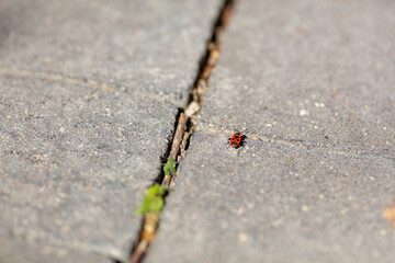 Close-up of a Ladybug on Concrete Pavement with Small Plants Growing in the Cracks on a Sunny Day, Symbolizing Perseverance and Nature in Urban Settings