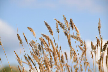 grass against the sky in autumn