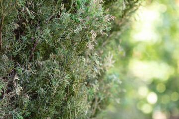 Close-Up of Evergreen Foliage in Sunlit Garden, Bright Midday Light, Natural Background, Tranquil...
