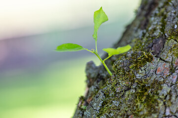 Young Green Leaves Sprouting from Tree Bark in Springtime Forest Close-Up, Symbolizing Growth and New Beginnings