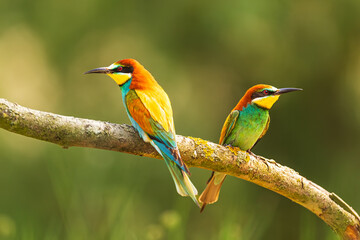 The European bee-eater (Merops apiaster) two birds sitting back to back