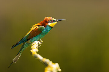 The European bee-eater (Merops apiaster) nice posing bird