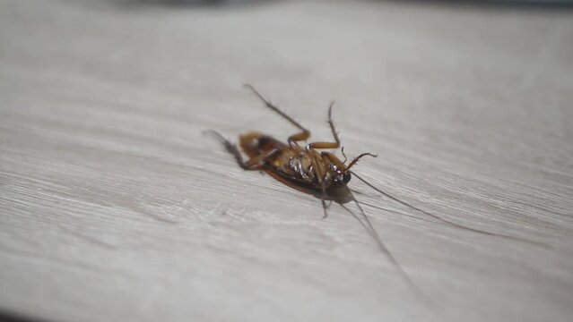 cockroach thrashing upside down on a wooden table