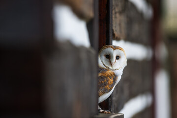 barn owl (Tyto alba) sitting in the window of an old cottage