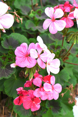 beautiful pink and white flowers from geraniums in the yard