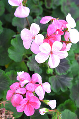 beautiful pink and white flowers from geraniums in the yard