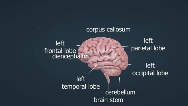 Anatomy of human brain
