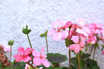 beautiful pink and white flowers from geraniums in the yard