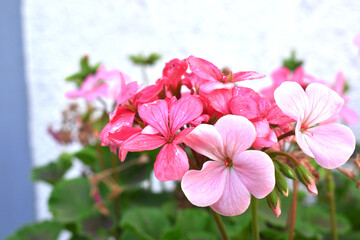 beautiful pink and white flowers from geraniums in the yard