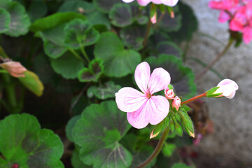 beautiful pink and white flowers from geraniums in the yard