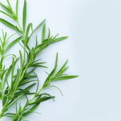 Estragon twigs, tarragon sprigs, fresh artemisia dracunculus grass, green spice leaves banner illustration