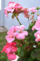 beautiful pink and white flowers from geraniums in the yard