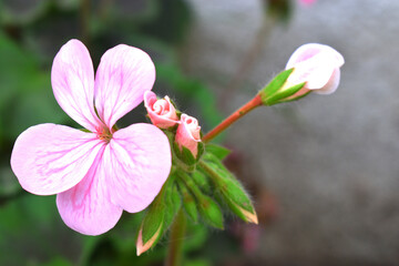 beautiful pink and white flowers from geraniums in the yard