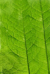 Macro photo of a green natural leaf