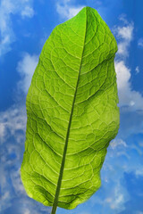 Large green leaf against the sky.