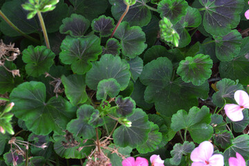 beautiful pink and white flowers from geraniums in the yard