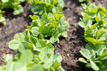 Pea plants detail - outdoor farming