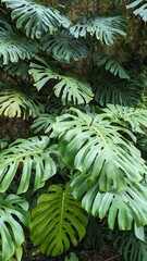 Vibrant Green Monstera Leaves Creating a Lush Tropical Ambiance in a Serene Outdoor Setting