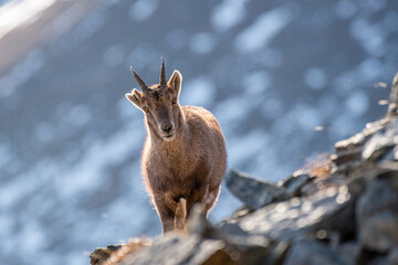 Female alpine ibex (Capra ibex) posing on rocks with snowy slopes backdrop, winter, horizontal,...