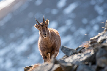 Female alpine ibex (Capra ibex) posing on rocks with snowy slopes backdrop, winter, horizontal, Alps, Italy.