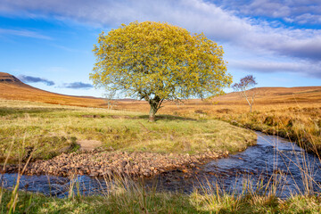 Lonely tree by the river curves in beautiful autumn day with blue sky and white clouds at the Scottish Highlands