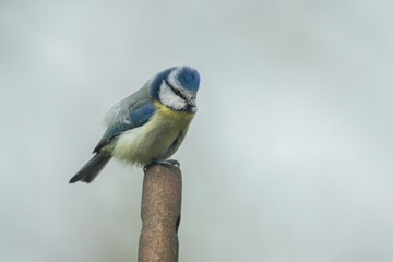 Blaumeise sitzt auf einem Stiel