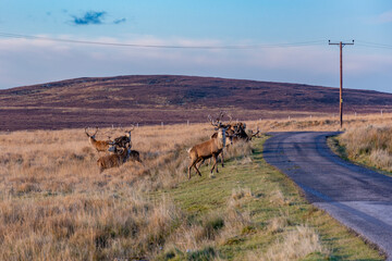 Deer stag grazing on a meadow by the lake and the road at the Scottish Highlands