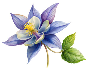 Columbine Flower Grain Illustration Isolated on Transparent Background - Detailed Botanical Art