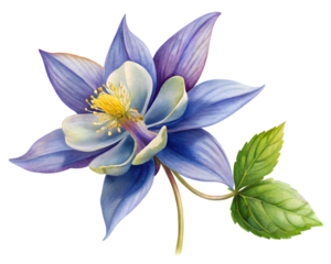 Columbine Flower Grain Illustration Isolated on Transparent Background - Detailed Botanical Art
