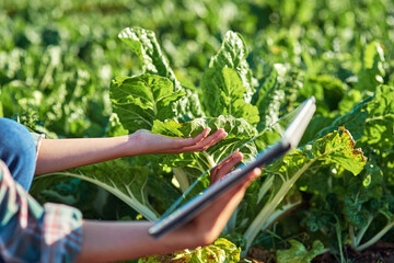 Hands, farmer and tablet in countryside for research, check crops or plants information....